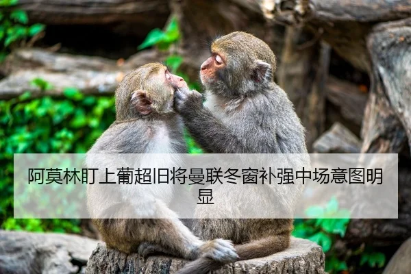 阿莫林盯上葡超旧将曼联冬窗补强中场意图明显